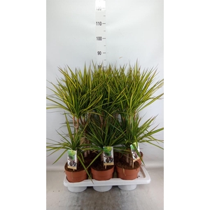 Dracaena marg. 'Sunray'