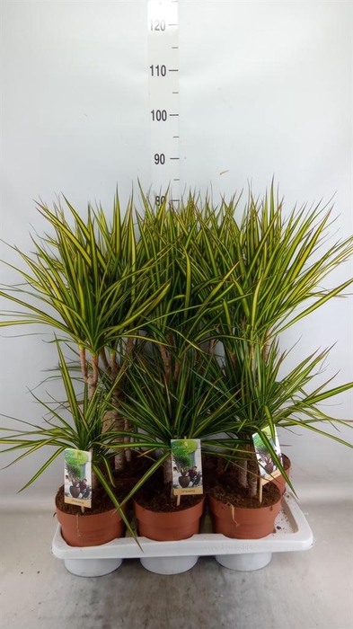 <h4>Dracaena marg. 'Sunray'</h4>
