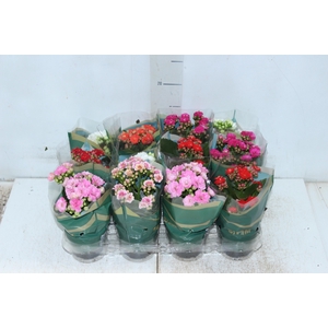 KALANCHOE DOBRADO MINI P09