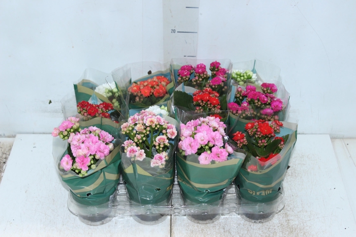 <h4>KALANCHOE DOBRADO MINI P09</h4>