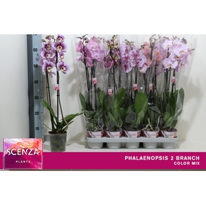 PHAL GEM 4 KL