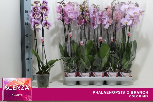 PHAL GEM 4 KL