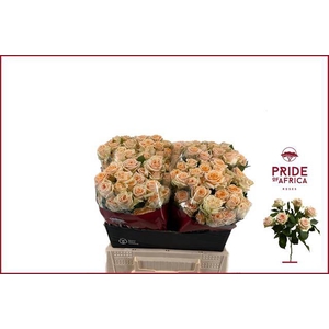 Rosa spray trinity