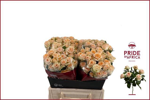 <h4>Rosa spray trinity</h4>