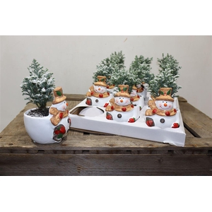 arr8 Cham L Ellwoodii + Snow In Keramiek