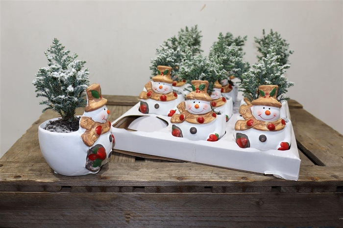 <h4>arr8 Cham L Ellwoodii + Snow In Keramiek</h4>