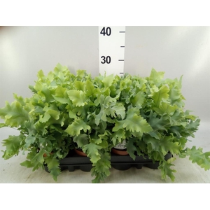 Phlebodium aureum 'Davana'