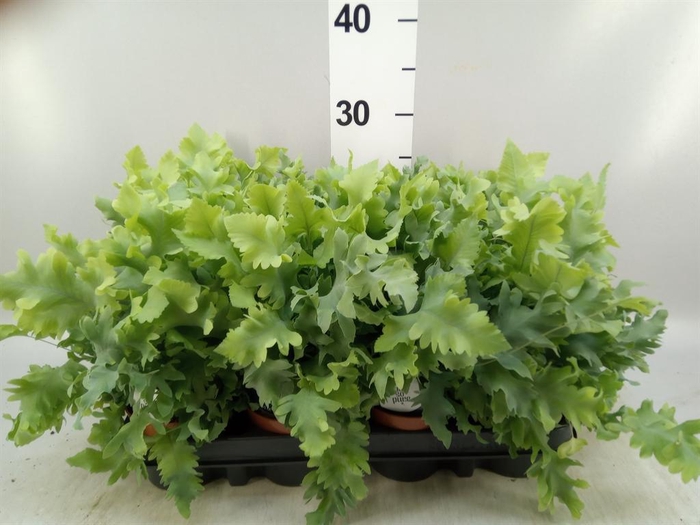 <h4>Phlebodium aureum 'Davana'</h4>