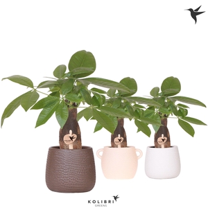 Kolibri Greens Pachira in Scales pot mix