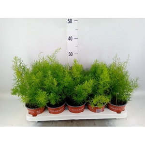 Asparagus dens. 'Sprengeri'