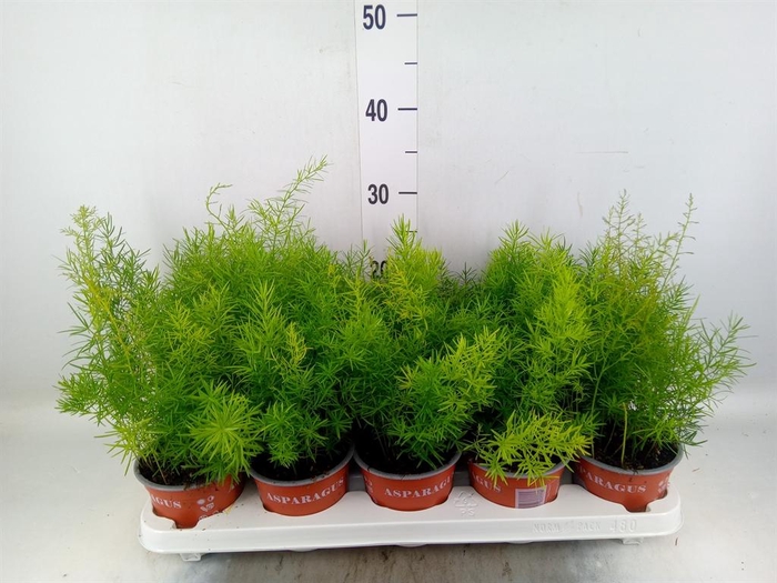 <h4>Asparagus dens. 'Sprengeri'</h4>