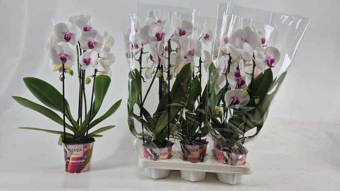 <h4>PHAL OV WIT</h4>