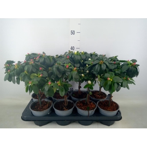 Rhododendron sim.   ...