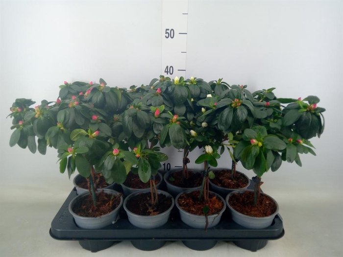 <h4>Rhododendron sim.   ...</h4>