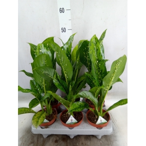 Dieffenbachia
