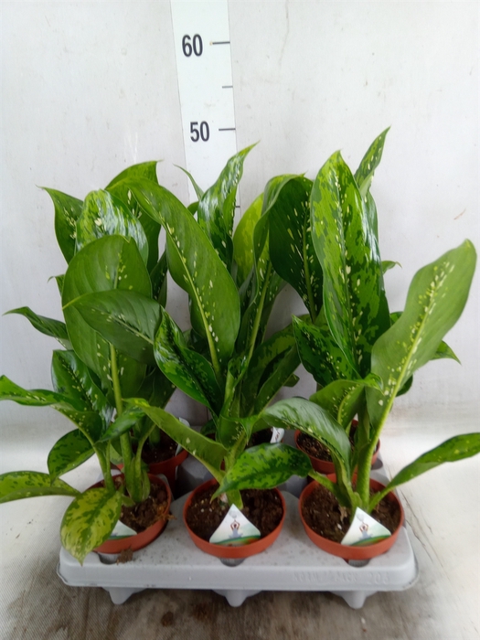 <h4>Dieffenbachia</h4>