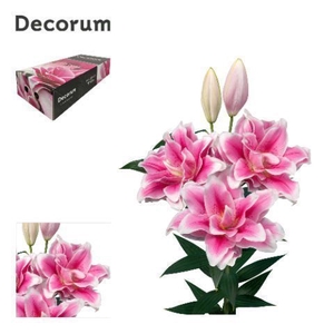 LI ROSELILY MIKAELA 4+ XL Decorum box