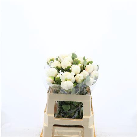 <h4>Paeonia Bridal Shower</h4>