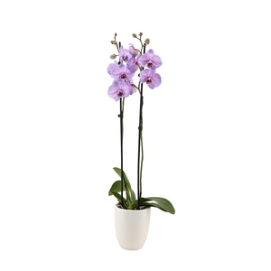 Hugo White Phal I Am Purple Heart 2T14+