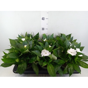 Impatiens NG 'Tamarinda White'
