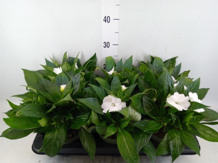 <h4>Impatiens NG 'Tamarinda White'</h4>