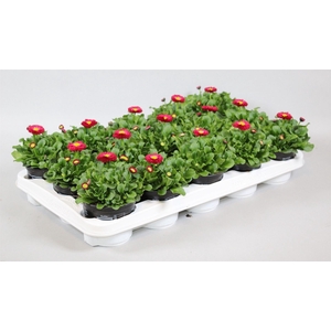 Bellis perennis Rushe