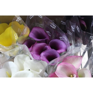 CALLA VARIADA 040 CM