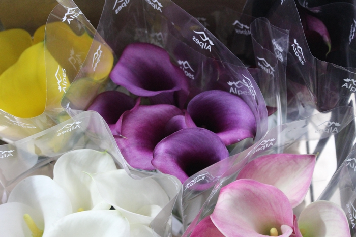 <h4>CALLA VARIADA 040 CM</h4>