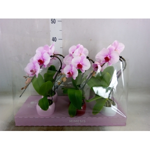 Phalaenopsis   ...rose