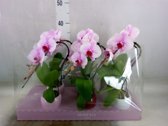 <h4>Phalaenopsis   ...rose</h4>