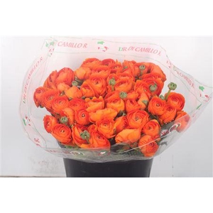 Ran... Su Dark Orange Super