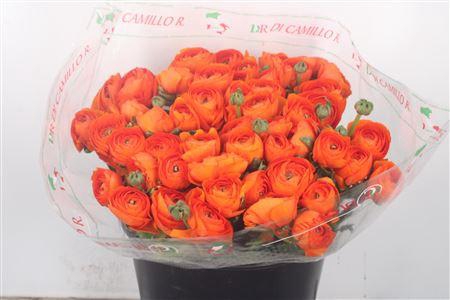 <h4>Ran... Su Dark Orange Super</h4>