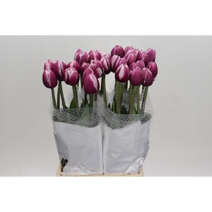Tulipa (Frans) du Ocean Drive