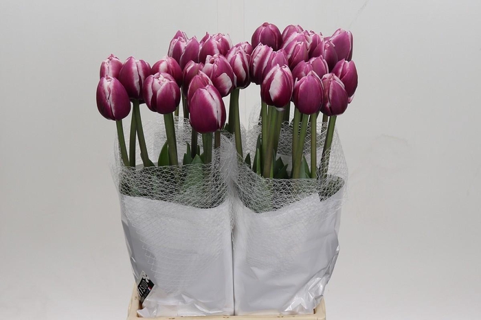 <h4>Tulipa (Frans) du Ocean Drive</h4>
