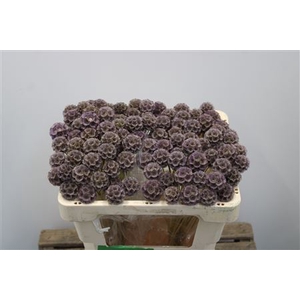 Scabiosa Stellata Lavendel Klb