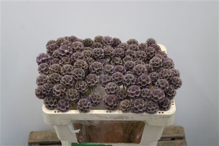 <h4>Scabiosa Stellata Lavendel Klb</h4>