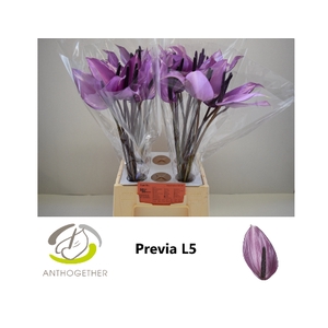 Anthurium Previa