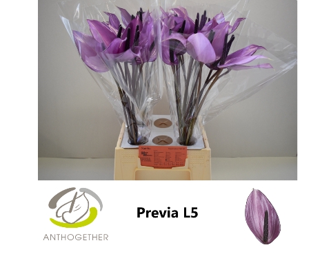 <h4>Anthurium Previa</h4>