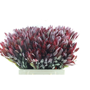 Leucad Saf Sunset Ex