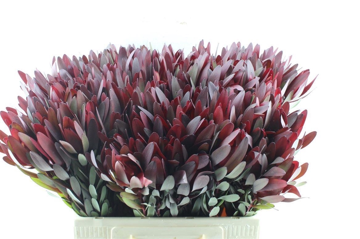 <h4>Leucad Saf Sunset Ex</h4>