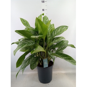 Aglaonema  'Stripes'