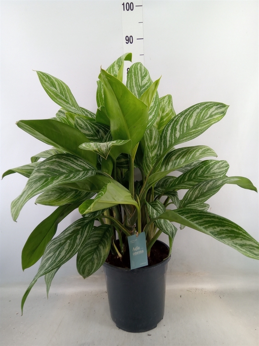 <h4>Aglaonema  'Stripes'</h4>