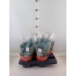 Curio ficoides 'Stelvio'