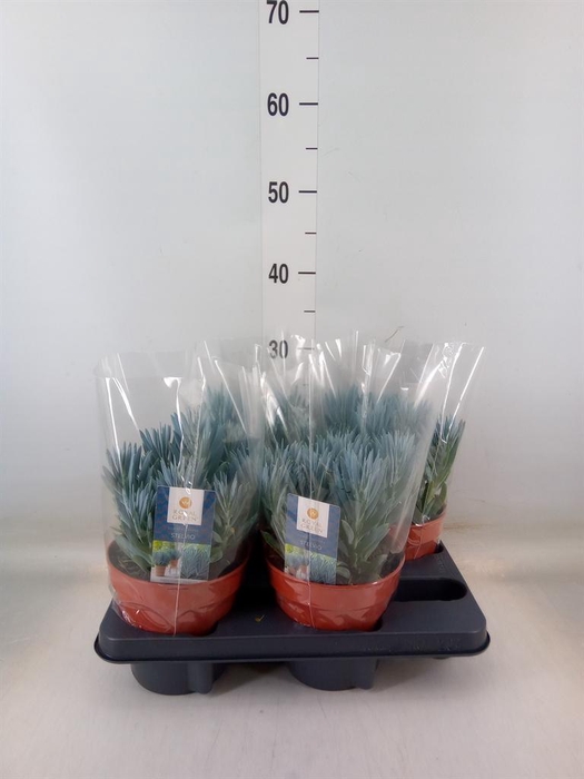 <h4>Curio ficoides 'Stelvio'</h4>