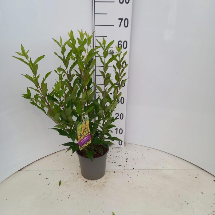 <h4>Forsythia intermedia 'Spectabilis'</h4>