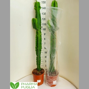 EUPHOR CANDELABRUM