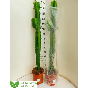 EUPHOR CANDELABRUM