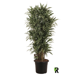 Dracaena frag. Warneckei vertakt XXL