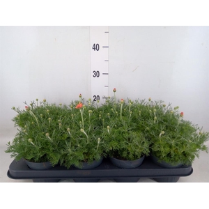 Rhodanthemum hosm. 'Zagora Orange'