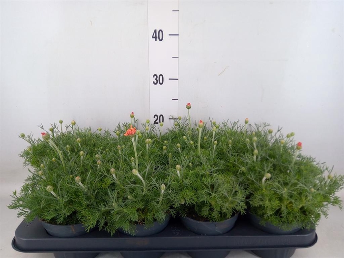 <h4>Rhodanthemum hosm. 'Zagora Orange'</h4>